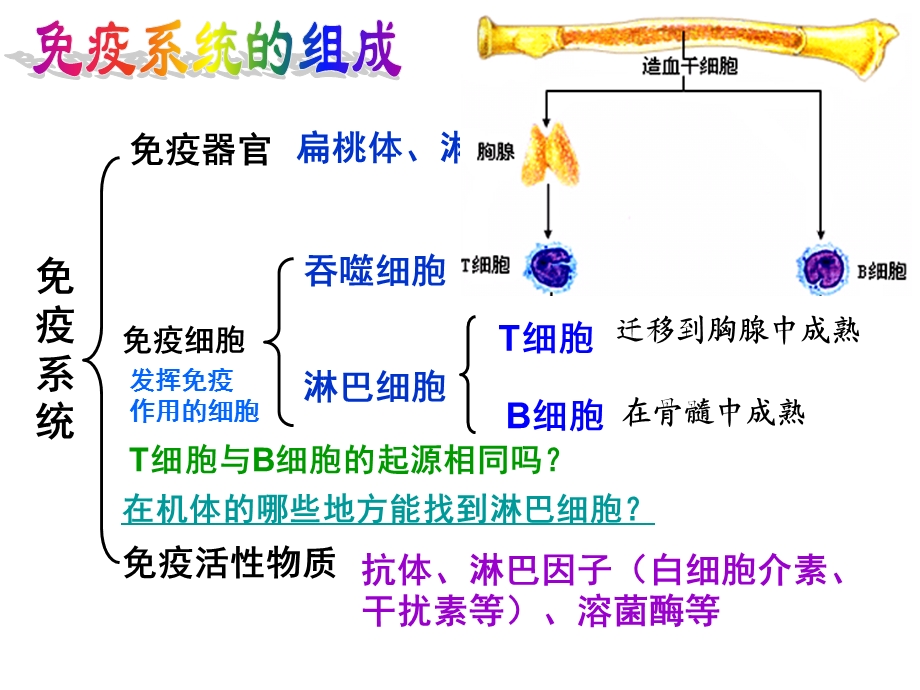 人教版教学课件免疫调节上课.ppt_第2页