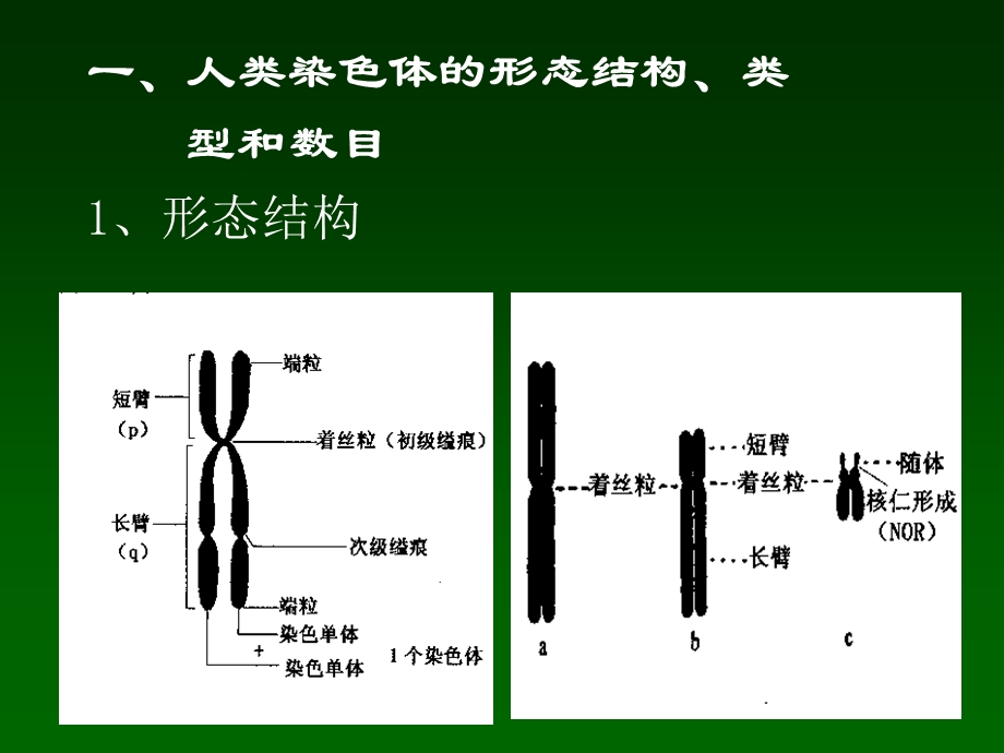 人类正常染色体与染色体畸变.ppt_第2页