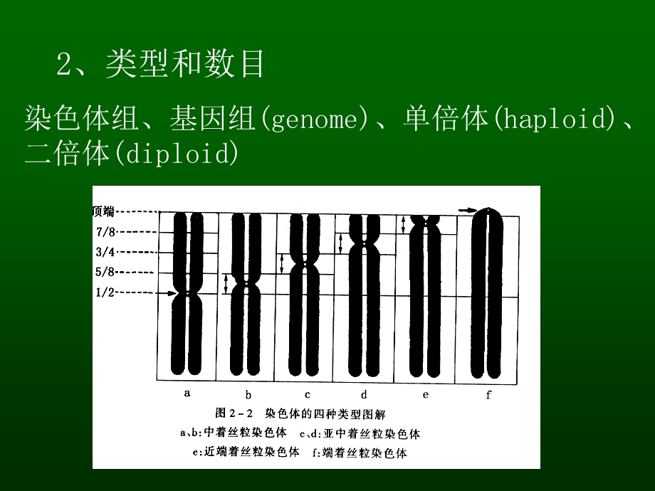 人类正常染色体与染色体畸变.ppt_第3页