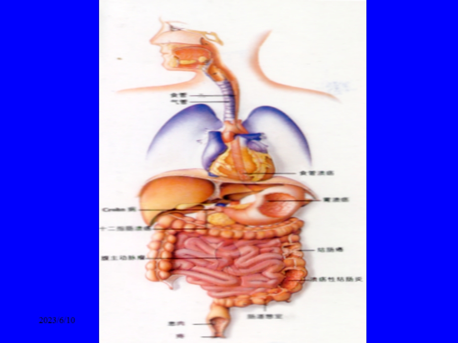 中医内科学课件23腹痛.ppt_第2页