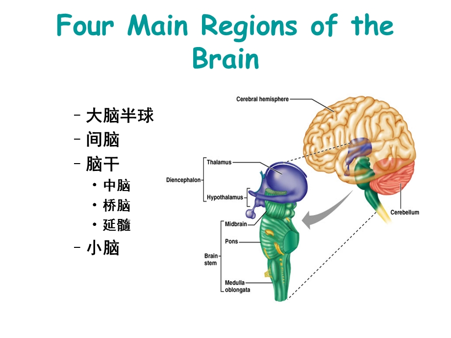 中枢神经系统解剖及功能.ppt_第2页