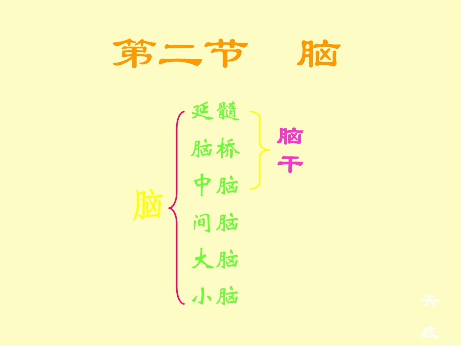 中枢神经系统脑.ppt_第1页