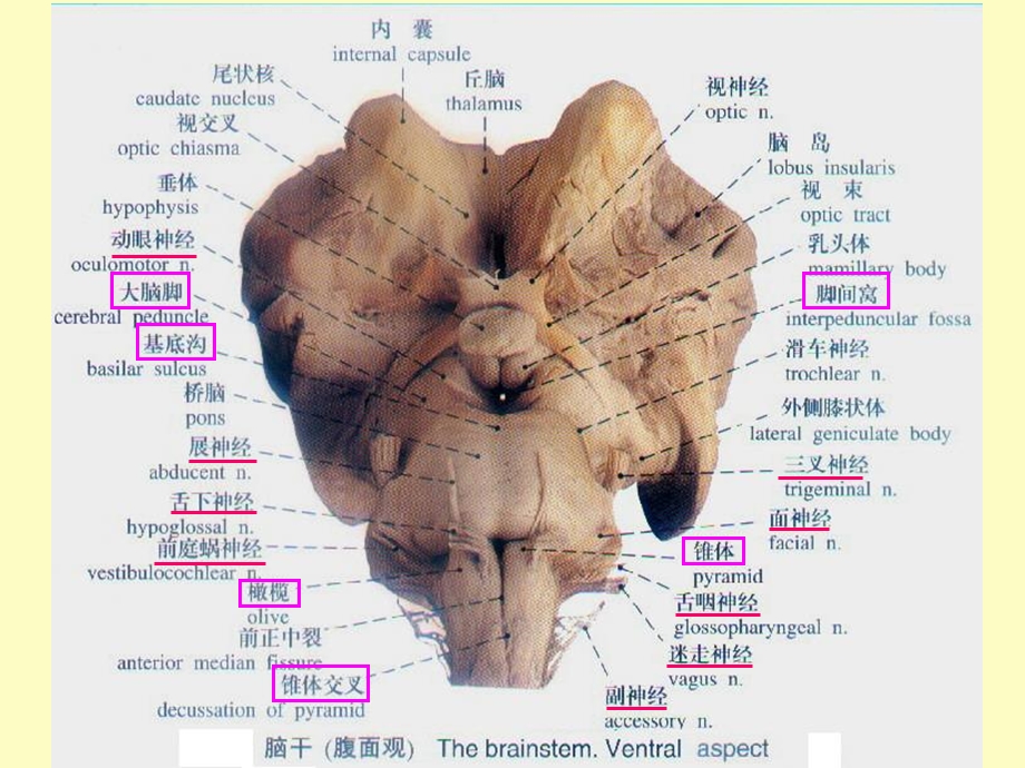 中枢神经系统脑.ppt_第3页