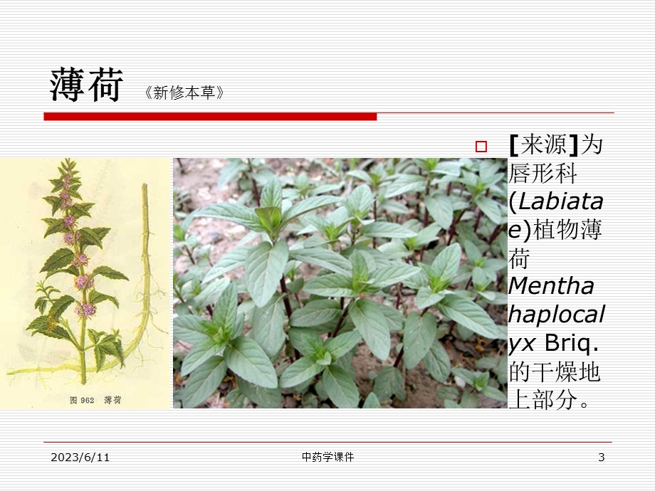 中药学课件-1.2解表药.ppt_第3页