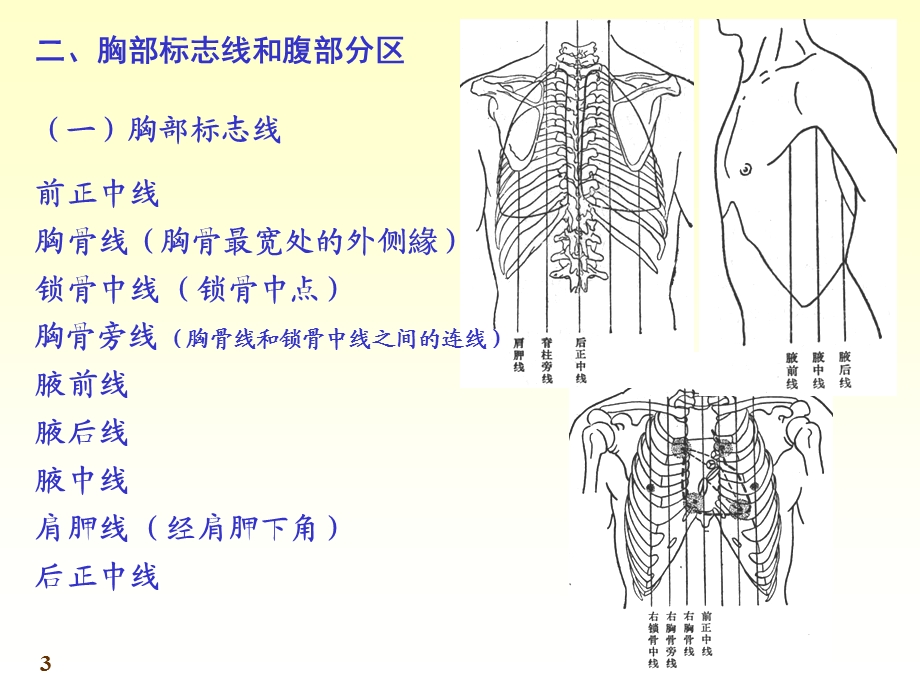 人体系统解剖教程5-内脏学-总论和消化系统.ppt_第3页