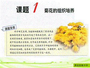 人教版教学课件生物选修1菊花的组织培养.ppt