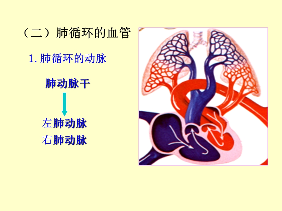 人体解剖学循环系统动、静脉、淋巴聂.ppt_第2页