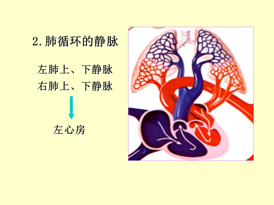 人体解剖学循环系统动、静脉、淋巴聂.ppt_第3页