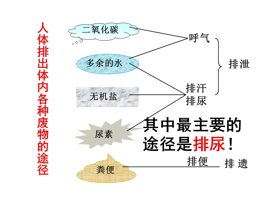 人体内废物的排出-(共25张PPT).ppt_第3页