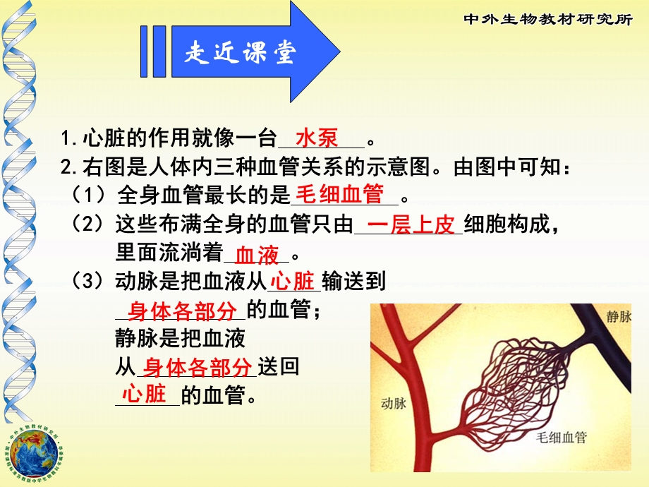 人体血液循环原理图详解.ppt_第3页