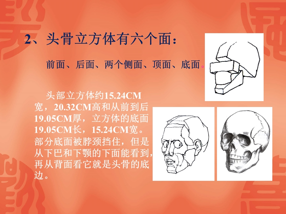 人的头部结构解剖-头骨.ppt_第3页