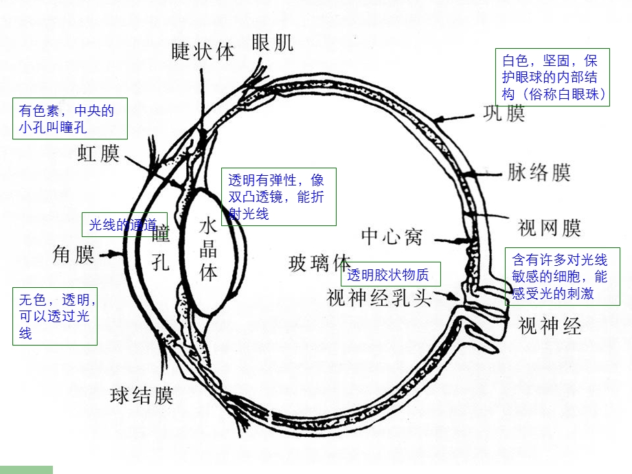 信息显示技术原理.ppt_第3页