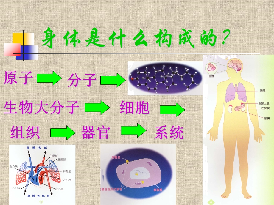 人体十大系统功能及营养.ppt_第2页