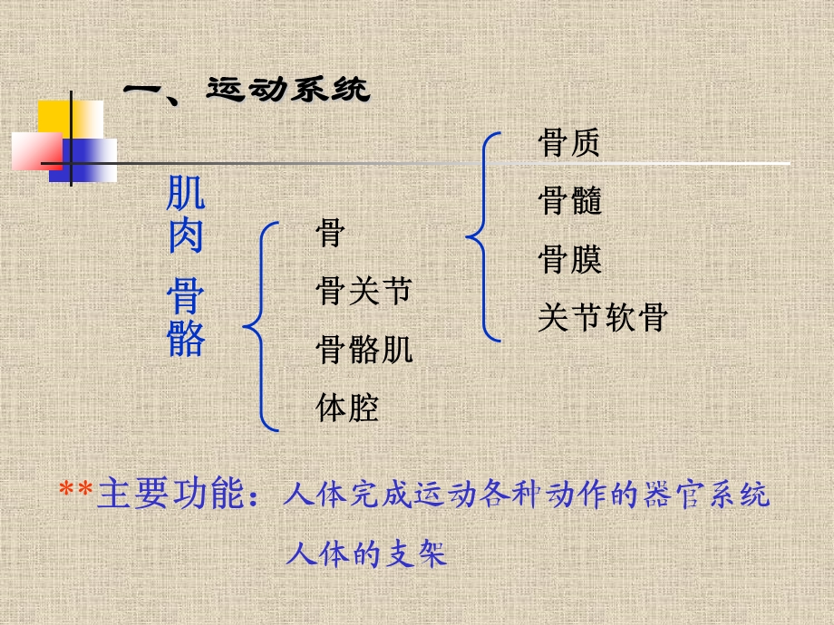 人体十大系统功能及营养.ppt_第3页