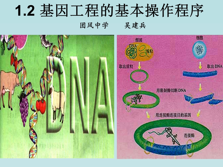 人教版教学课件基因工程基本操作程序.ppt_第1页