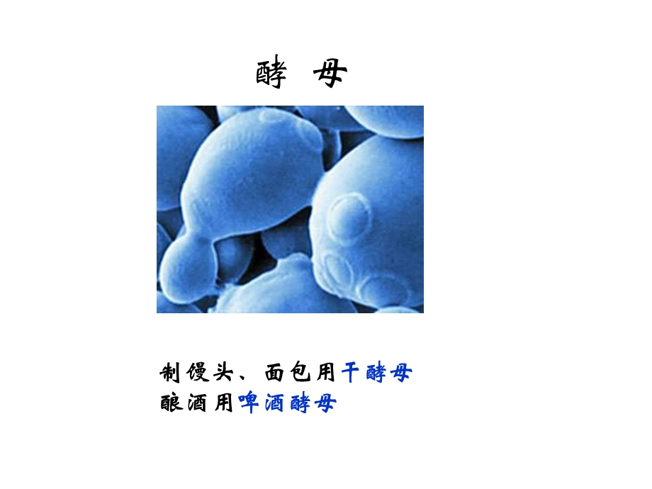 人类对细菌真菌的利用(徐).ppt_第2页