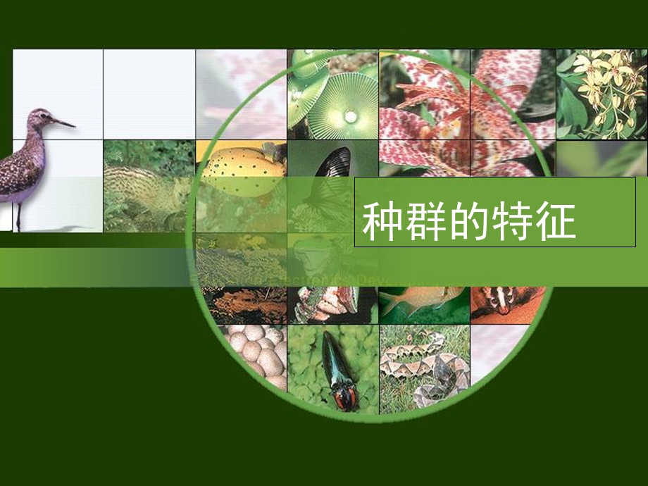 人教版教学课件第四章种群和群落第一节种群的特征.ppt_第1页