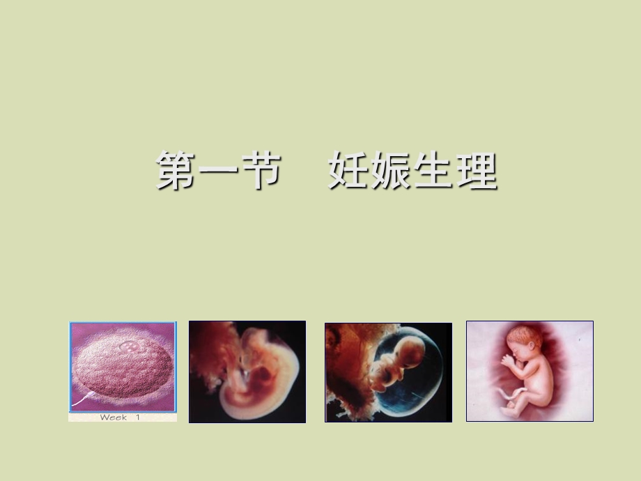 临床妇产科学第四章妊娠期生理.ppt_第2页