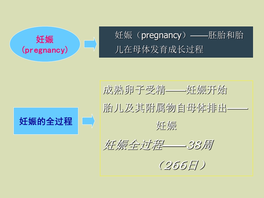 临床妇产科学第四章妊娠期生理.ppt_第3页