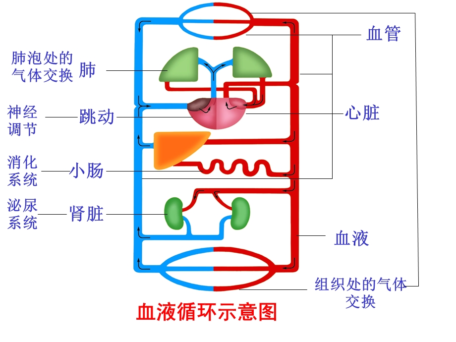 人体内物质运输复习.ppt_第2页