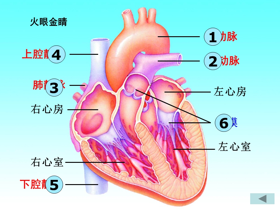 人体内物质运输复习.ppt_第3页