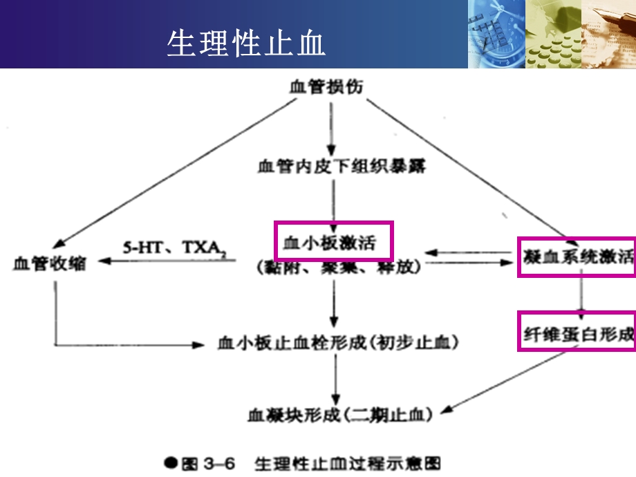 作用于血液及造血器官的药物ZJX.ppt_第3页