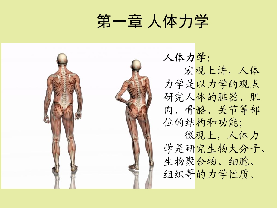 人体力学肌肉的力学性质.ppt_第3页