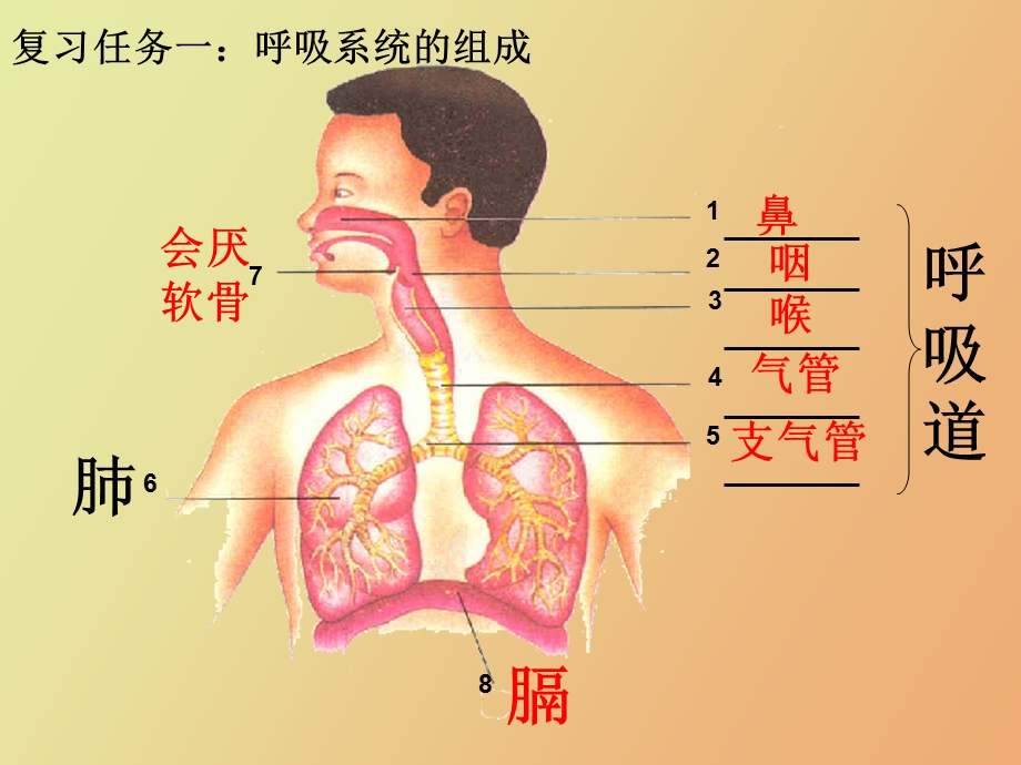 人体的呼吸总复习.ppt_第3页