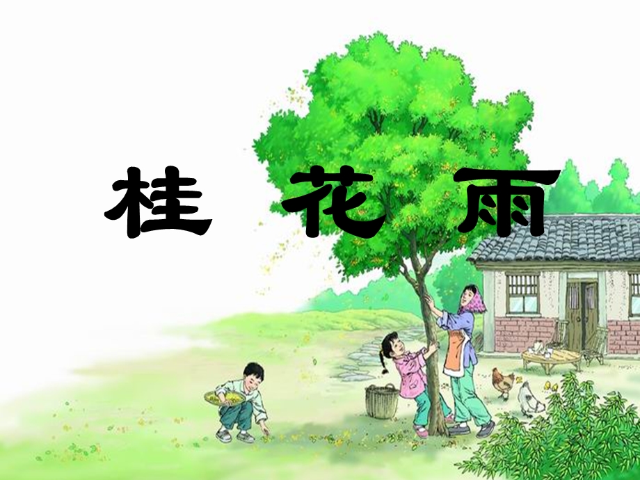 五上语文课件：桂花雨.ppt_第1页