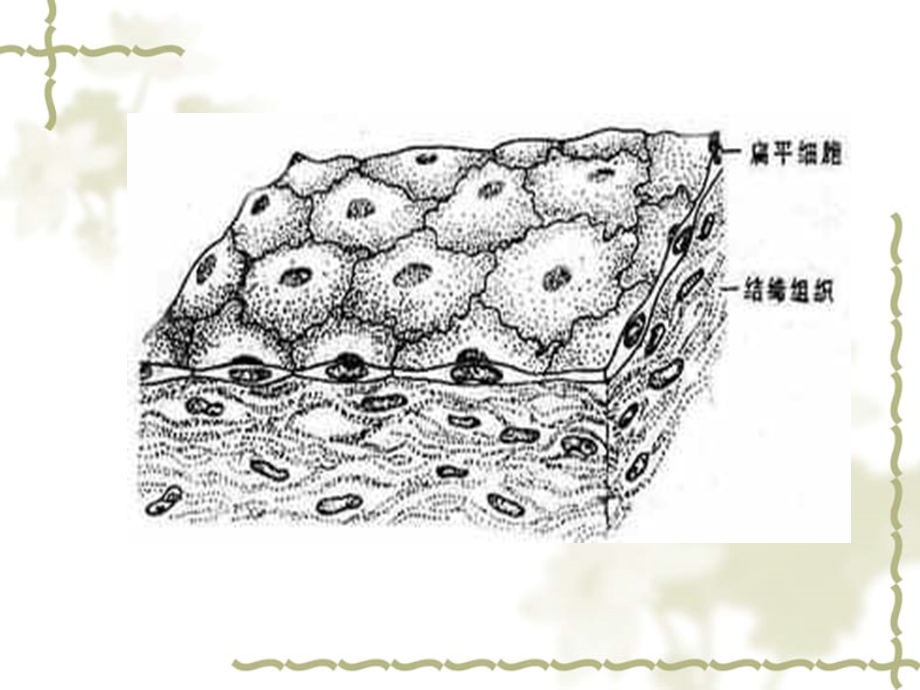 人体的基本结构(上皮、结缔).ppt_第3页