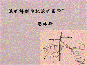 人体解剖学与组织胚胎学绪论.ppt