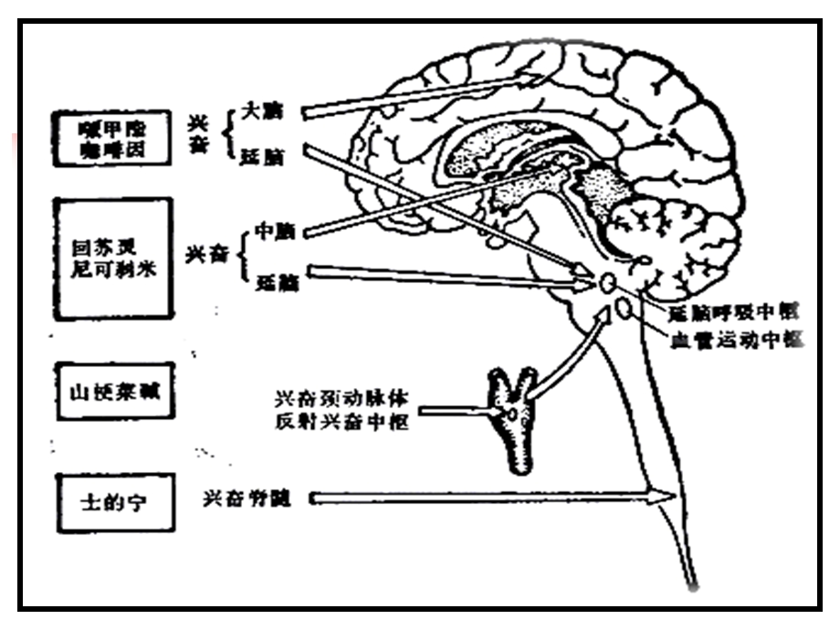 中枢兴奋药与促大脑功能恢复药.ppt_第3页