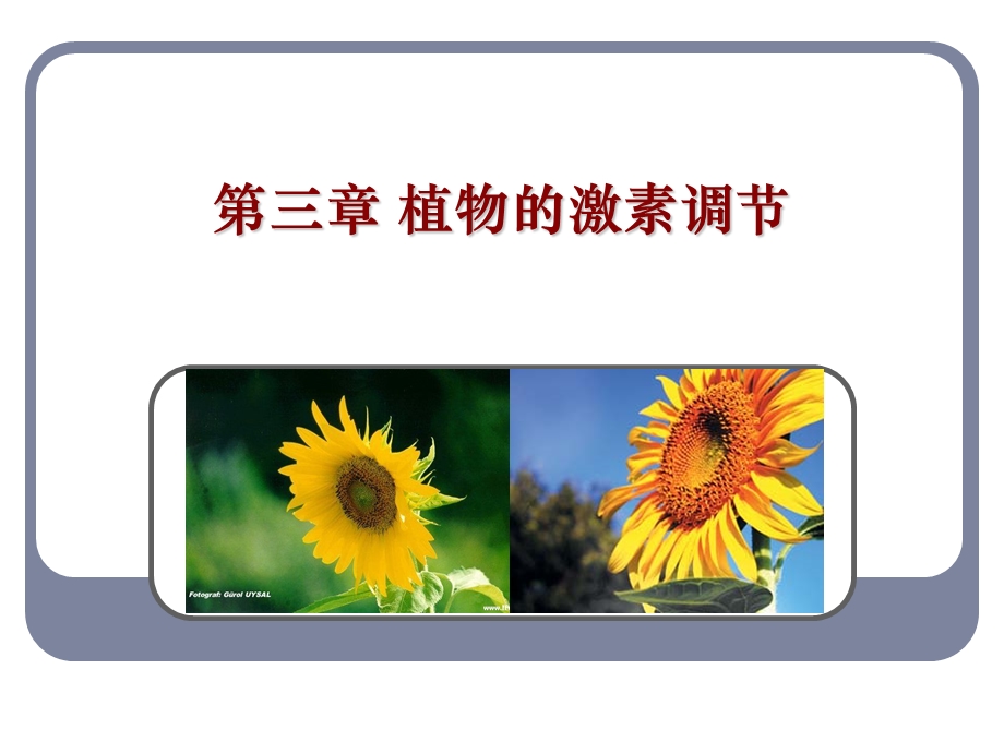 人教版教学课件其它植物激素课件.ppt_第1页