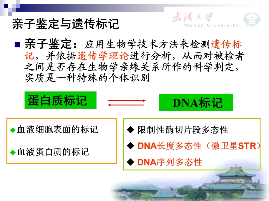 亲子鉴定与个体识别.ppt_第3页