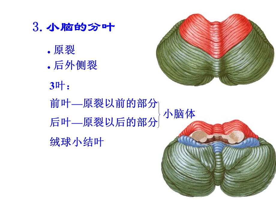 人体解剖学：小脑、间脑.ppt_第3页