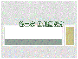 人体发育学02胎儿期.ppt