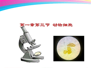 人教版七年级上册《动物细胞》.ppt