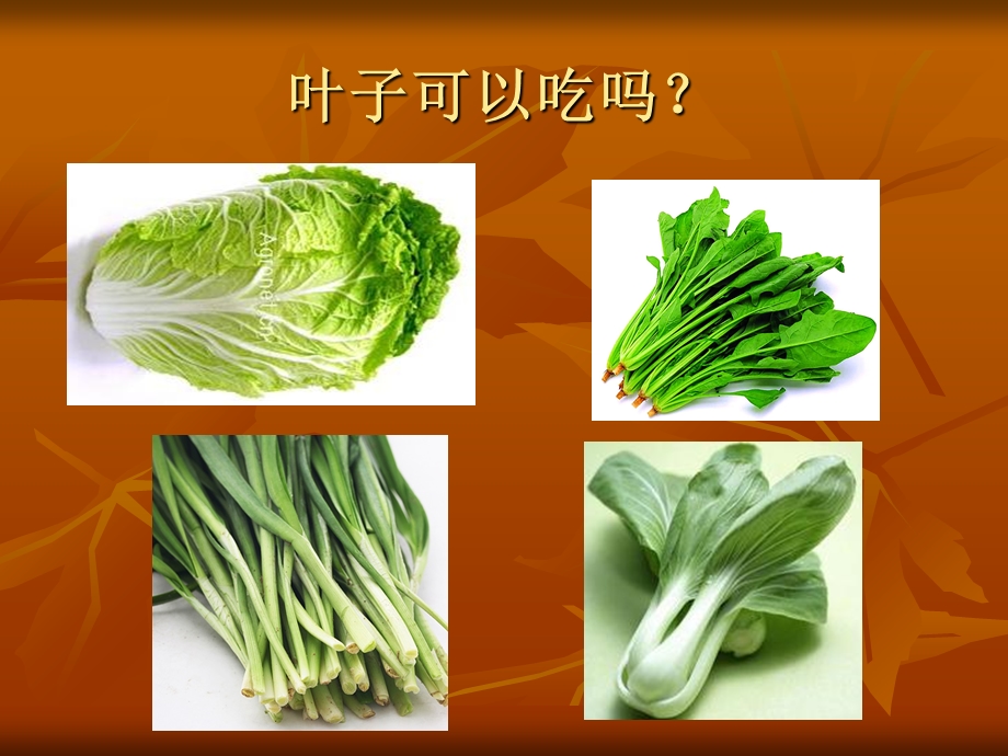 中班有趣的叶子.ppt_第3页