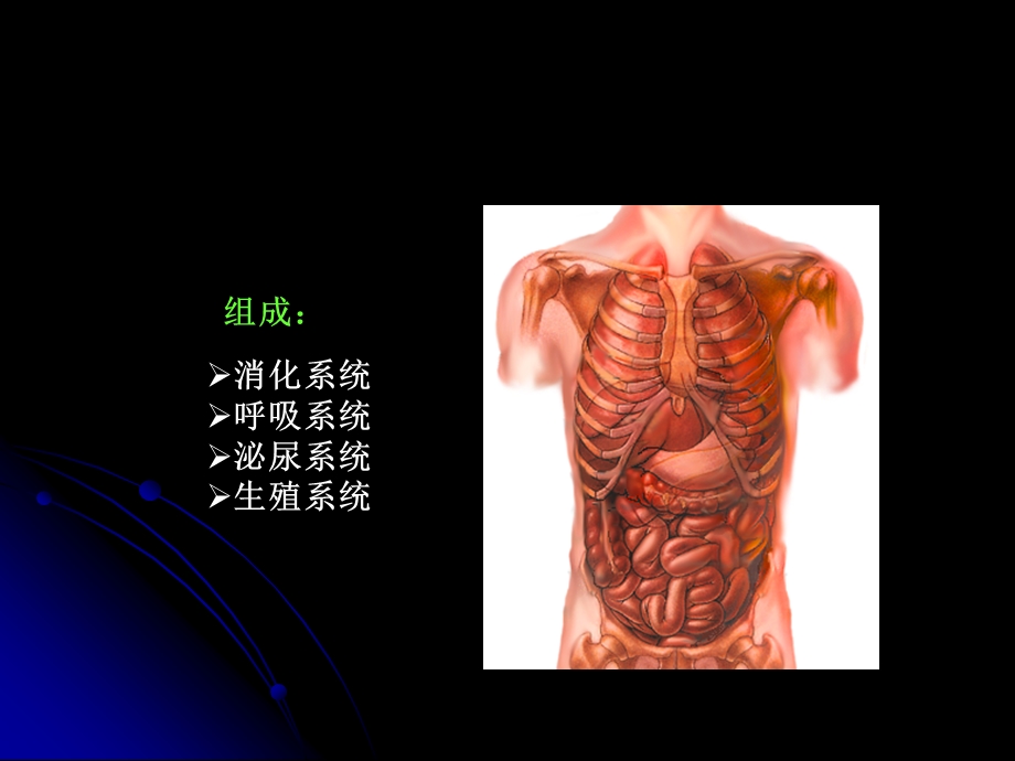 人体解剖内脏学(药学系).ppt_第2页