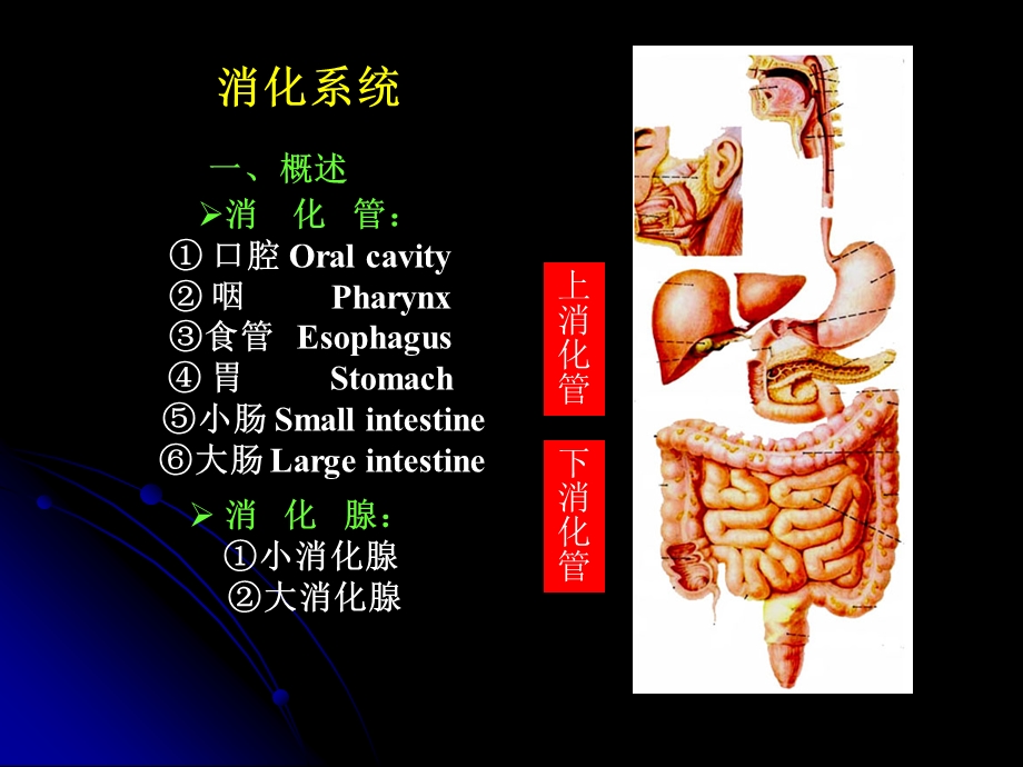 人体解剖内脏学(药学系).ppt_第3页