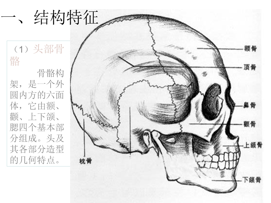 人物头部结构比例.ppt_第2页