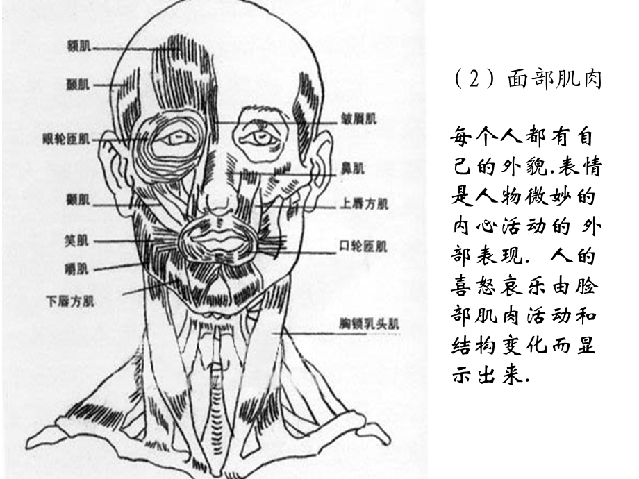 人物头部结构比例.ppt_第3页