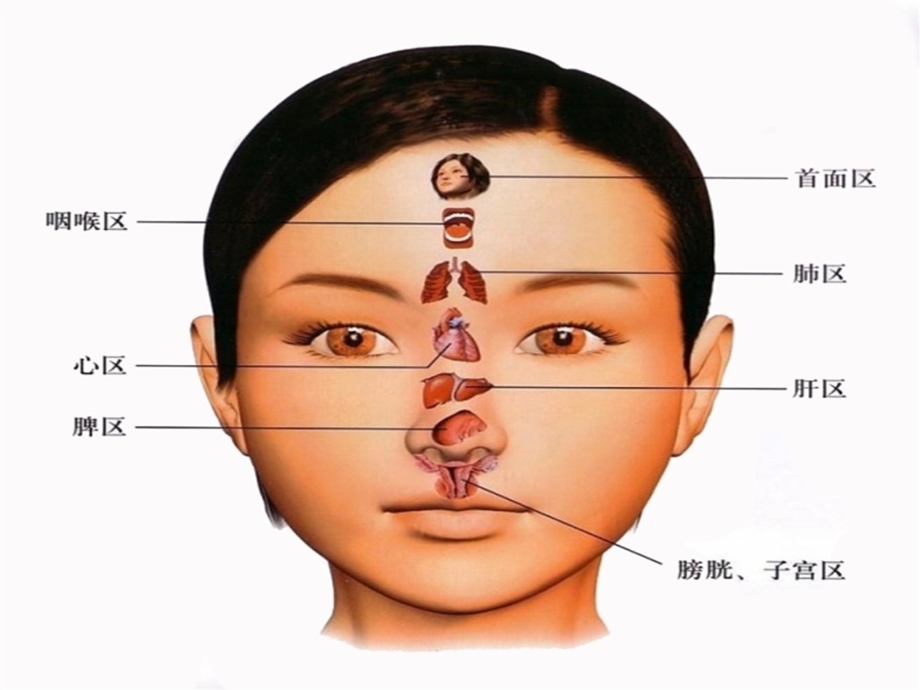 中医知识与颜面望诊.ppt_第2页