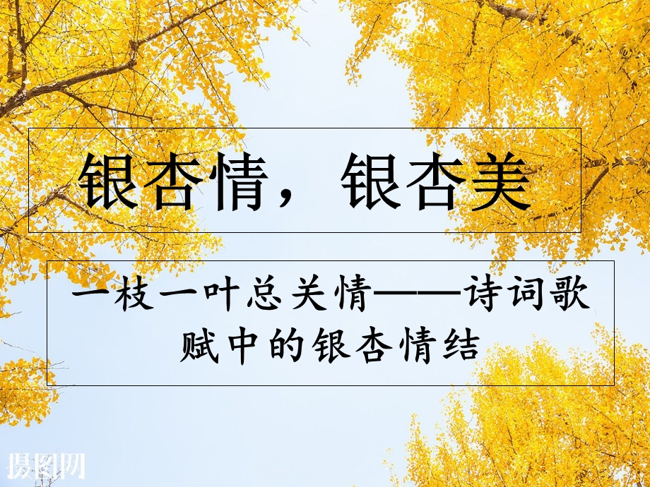 主题课程校园的银杏树.ppt_第1页