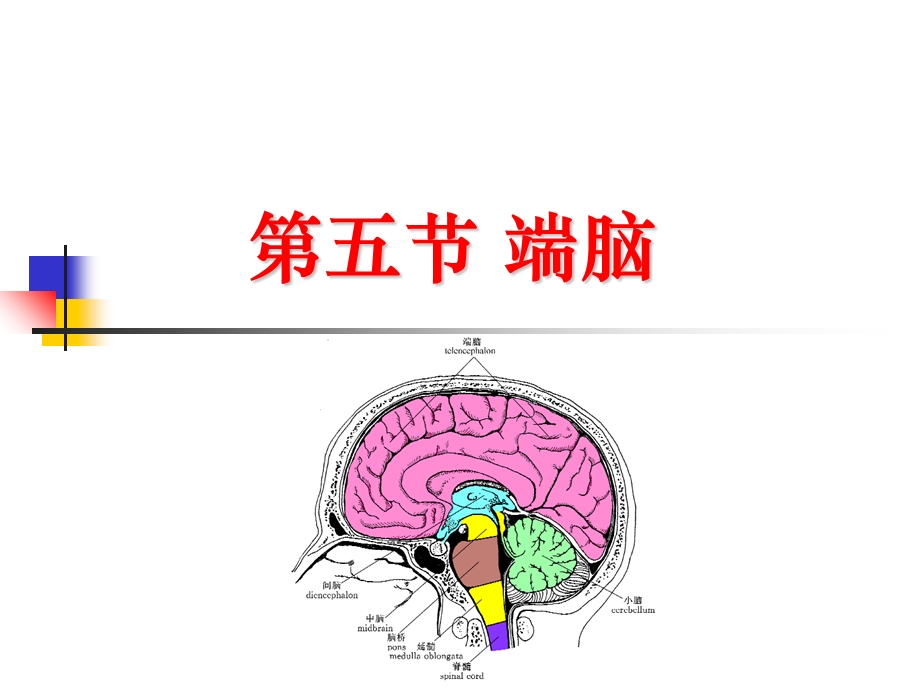 中枢神经系统五.ppt_第1页