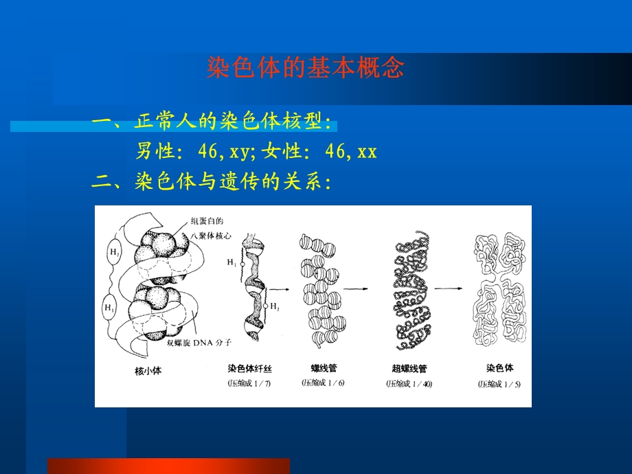 人类Y染色体的遗传特.ppt_第2页