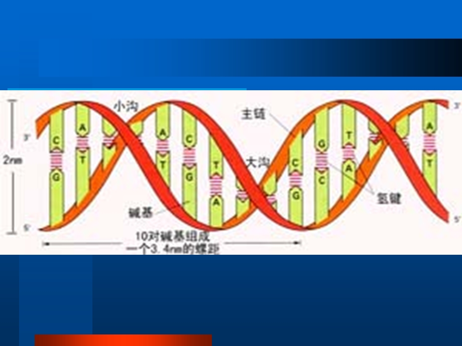 人类Y染色体的遗传特.ppt_第3页