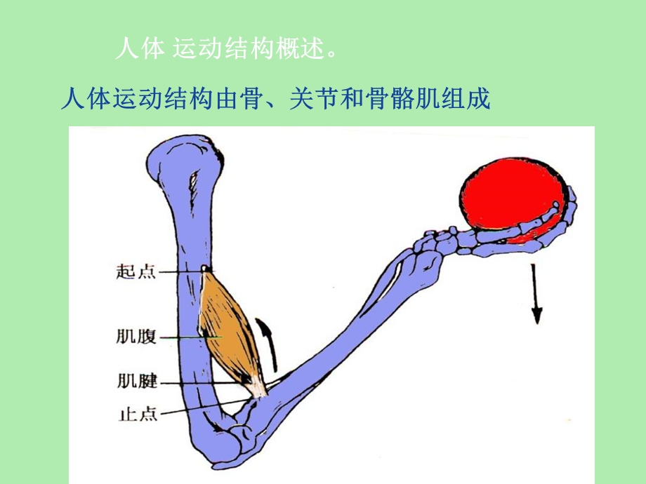 人体运动结构概述.ppt_第1页