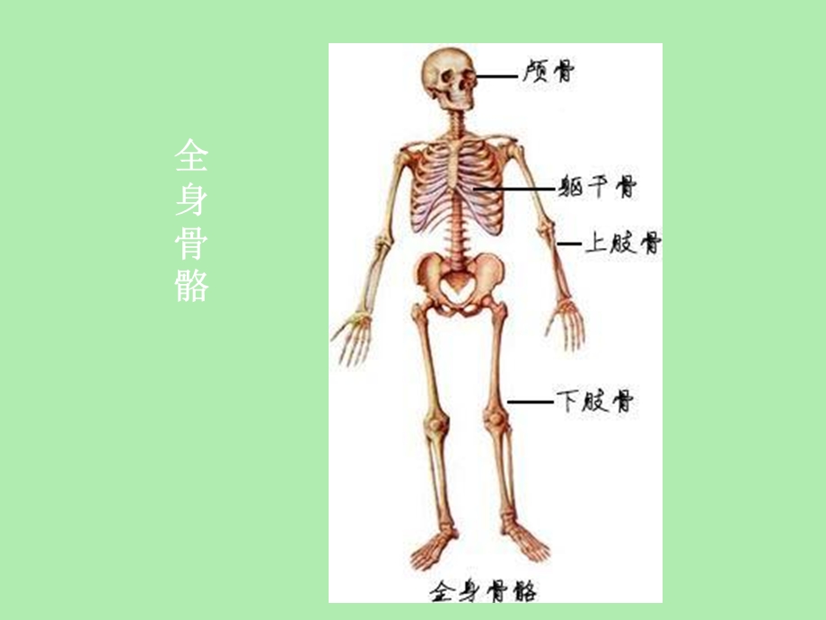 人体运动结构概述.ppt_第2页