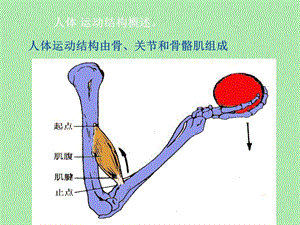 人体运动结构概述.ppt